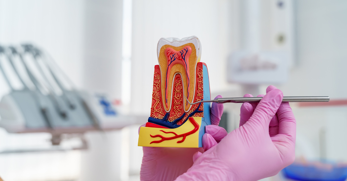 ¿Cuál es el objetivo principal de la endodoncia y cómo se lleva a cabo el tratamiento?